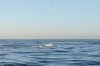 Great white shark :: Weier Hai