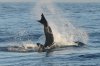 Great white shark :: Weier Hai