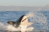 Great white shark :: Weißer Hai