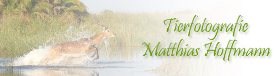 Logo Tierfotografie Matthias Hoffmann